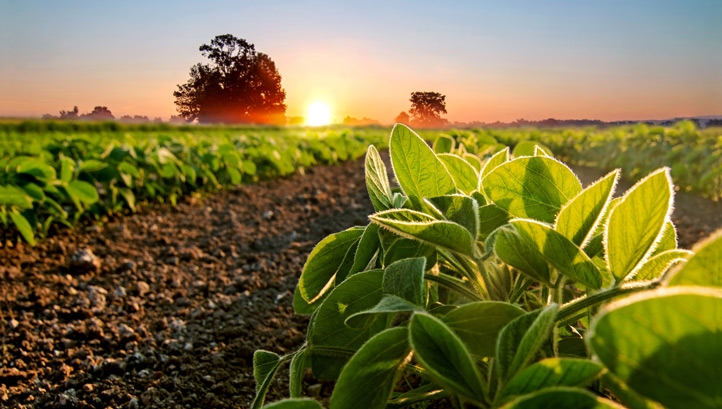 Less meat is the only pathway to tackling deforestation scarring soy supply chains